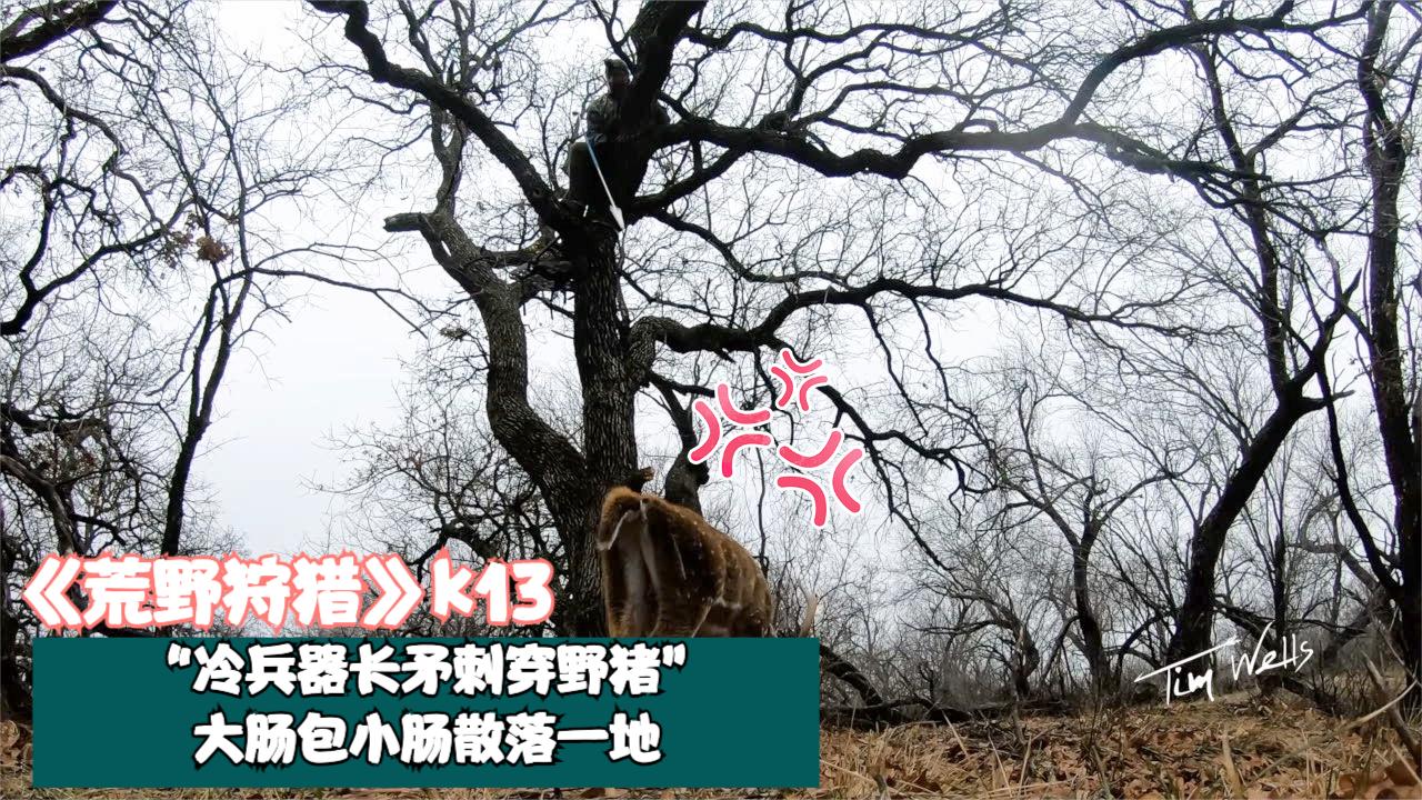 冷兵器"长矛"对野猪伤害有多大,直接刺的大肠包小肠散落一地