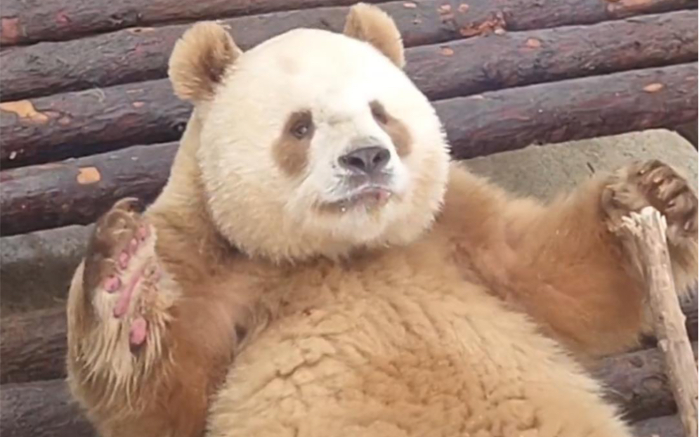 七仔真的是憨萌憨萌的憨憨熊呀 这也太可爱了吧 扭扭舞一百分