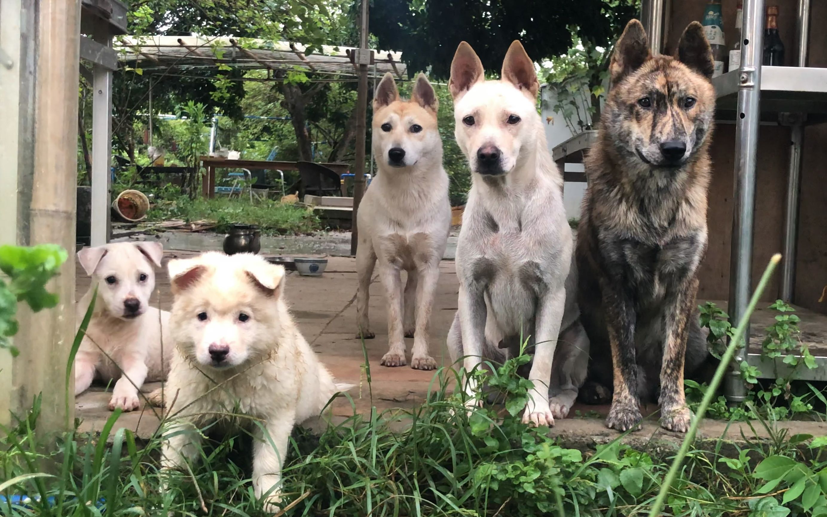 面对镜头这群狗子能看一天,那条最帅你说了算