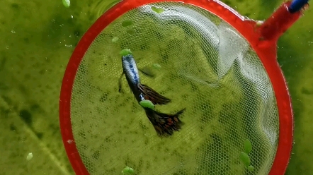 自己杂交出来的七色大耳朵马赛克孔雀鱼,后代尾巴可能是各种颜色的大