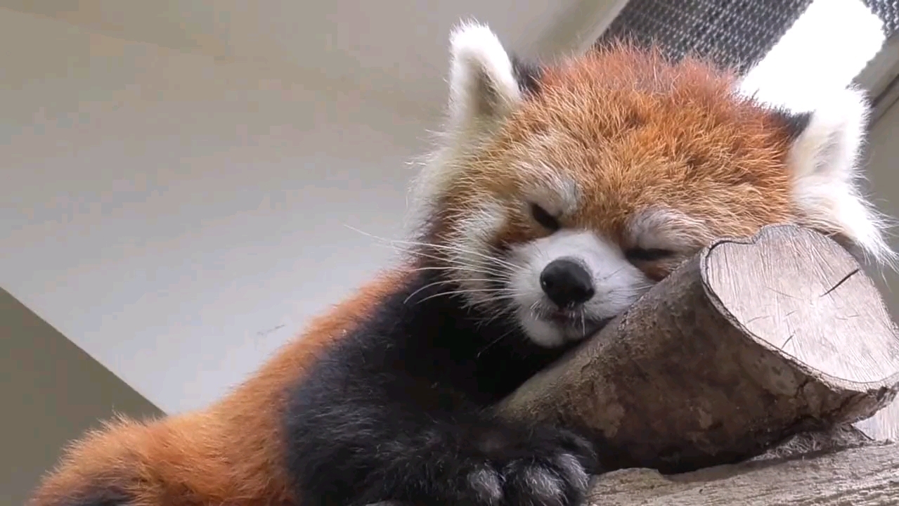 【小熊猫】睡到流鼻涕,哈哈哈