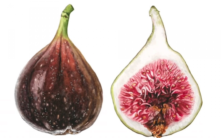 [图]【Anna Mason Art】How to paint a realistic, velvety fig in wat