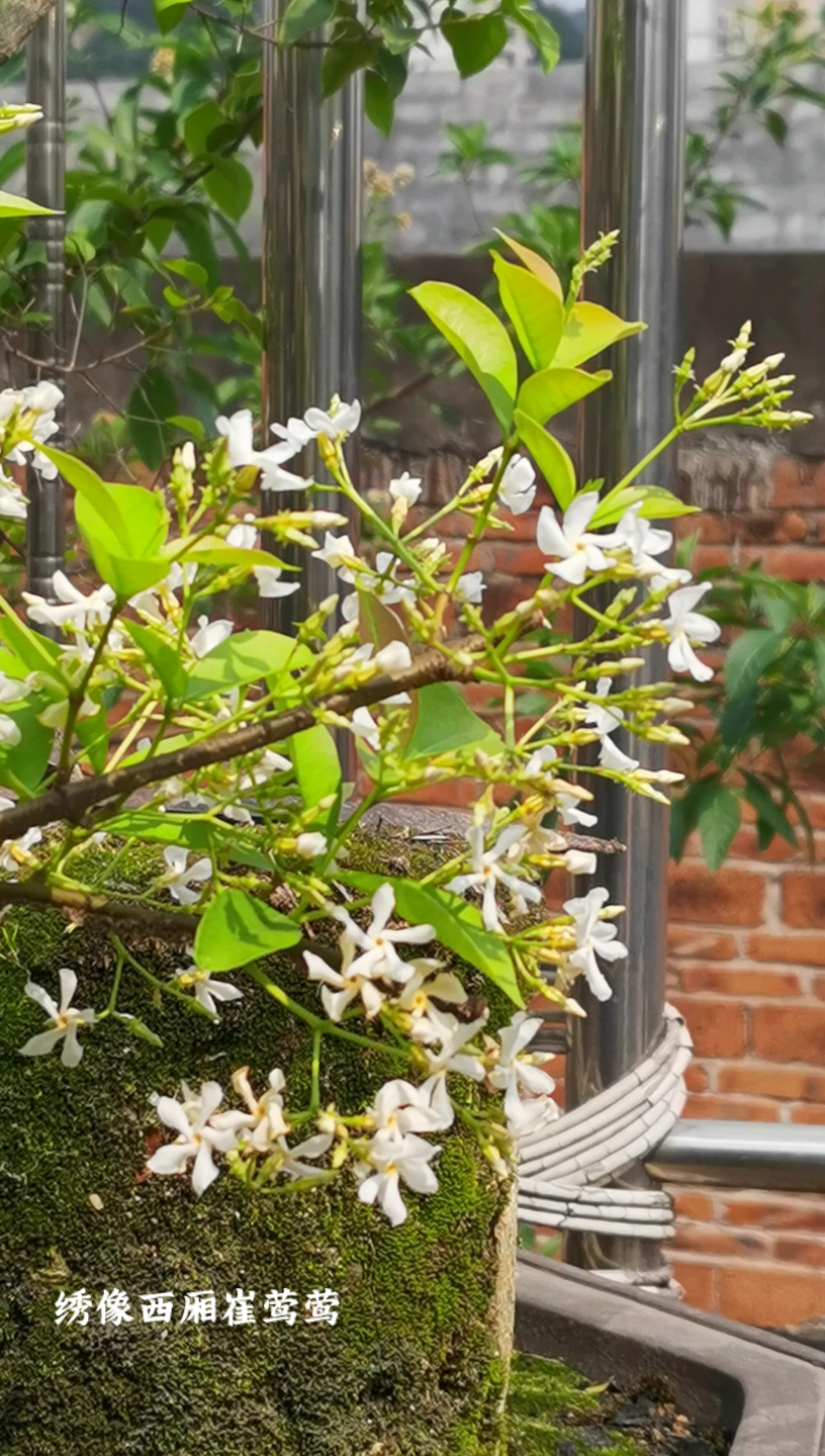 继续风车茉莉络石