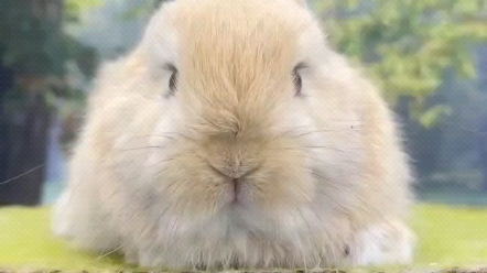 玳瑁小鹿色侏儒兔