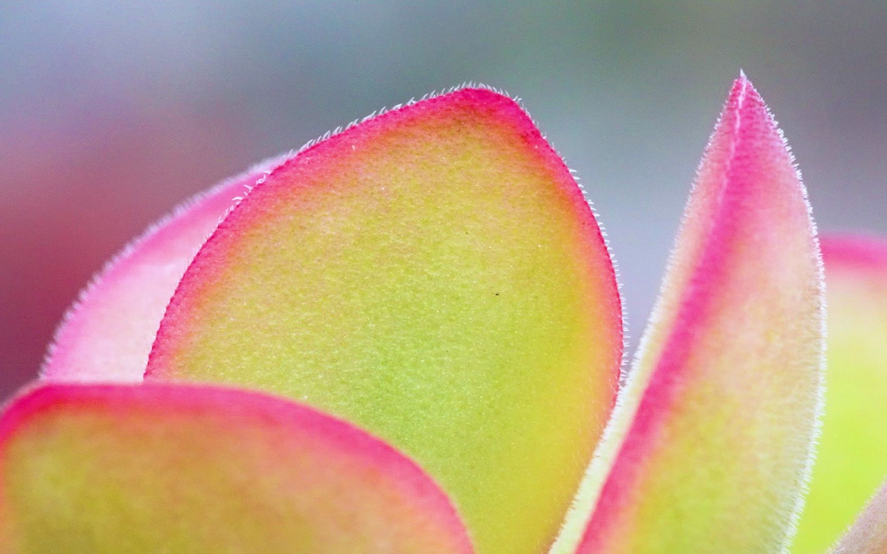 朝霞锦 crassula swaziensis variegata