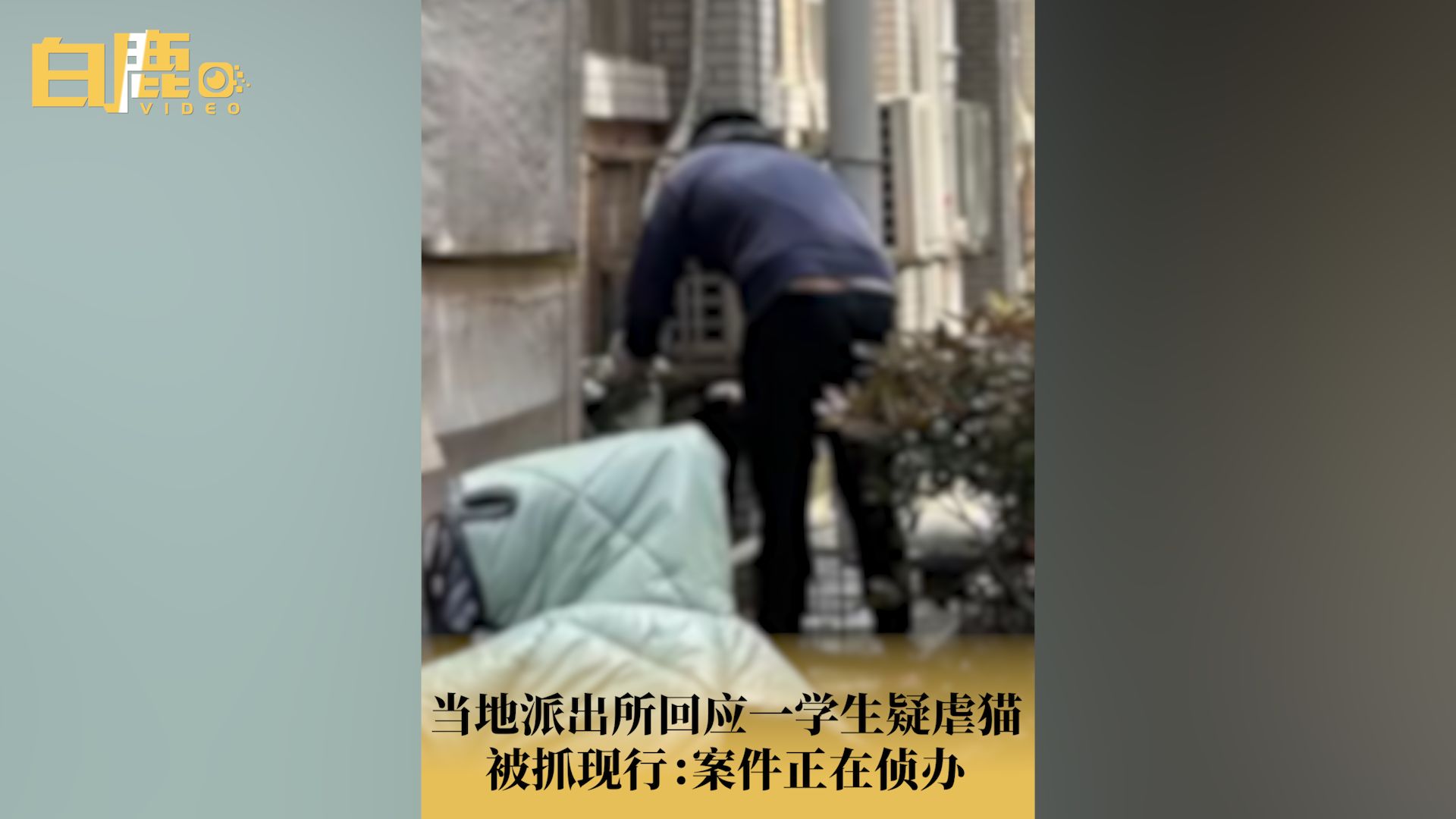 警方回应网传大学生虐猫被抓现行哔哩哔哩bilibili