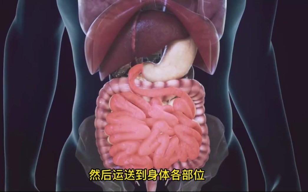 [图]食物如何转化为粪便？高清3D动画，一分钟看懂消化系统如何运作！