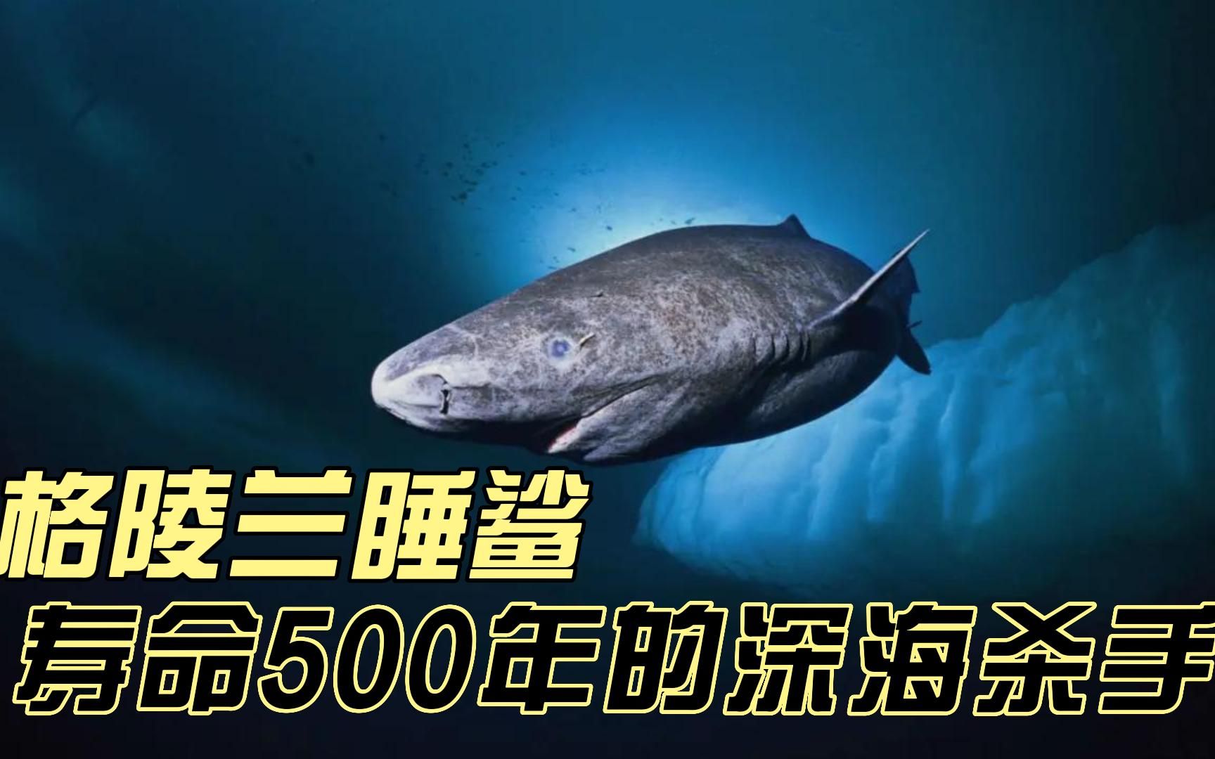 格陵兰睡鲨,寿命500年的深海杀手