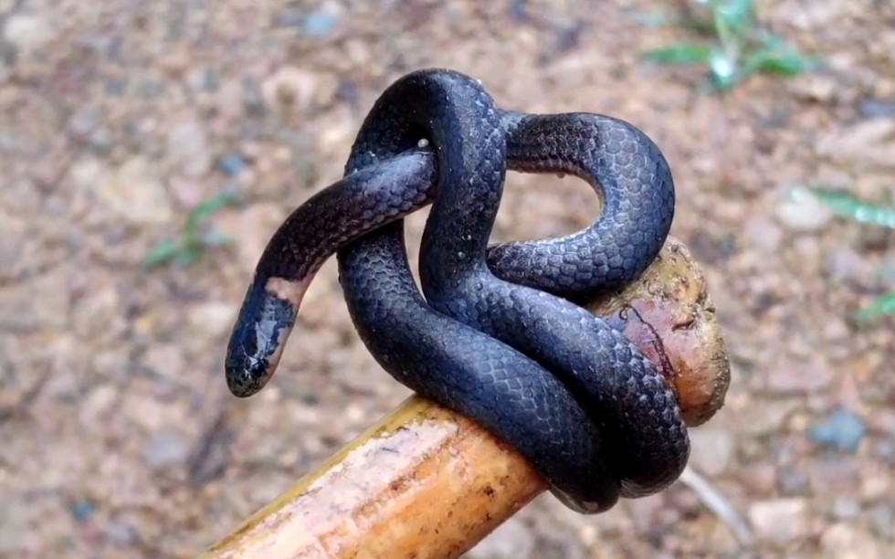 爬山偶遇萌宠环颈蛇