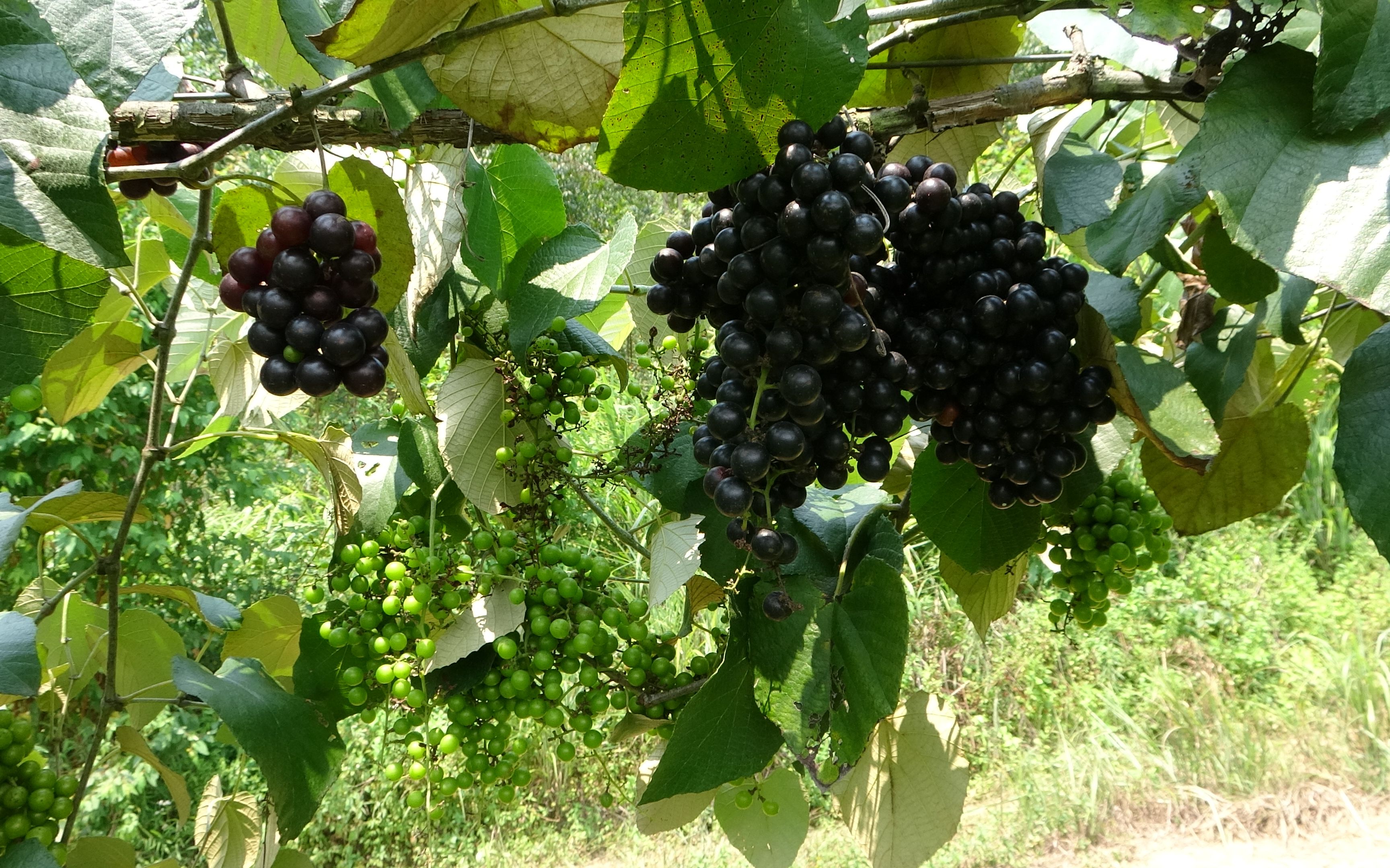 小艳发现致富之路,几十亩硕果累累的山葡萄,看着都甜到心里