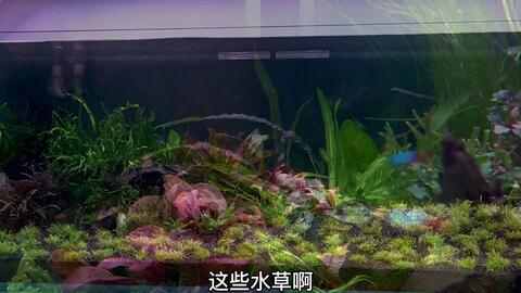 阳性水草和阴性水草的区别 哔哩哔哩 Bilibili 阳性水草和阴性水草的区别 哔哩哔哩 Bilibili