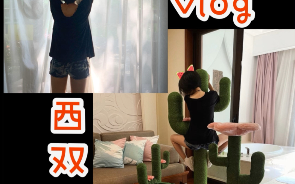 西双版纳vlog𐟘哔哩哔哩bilibili