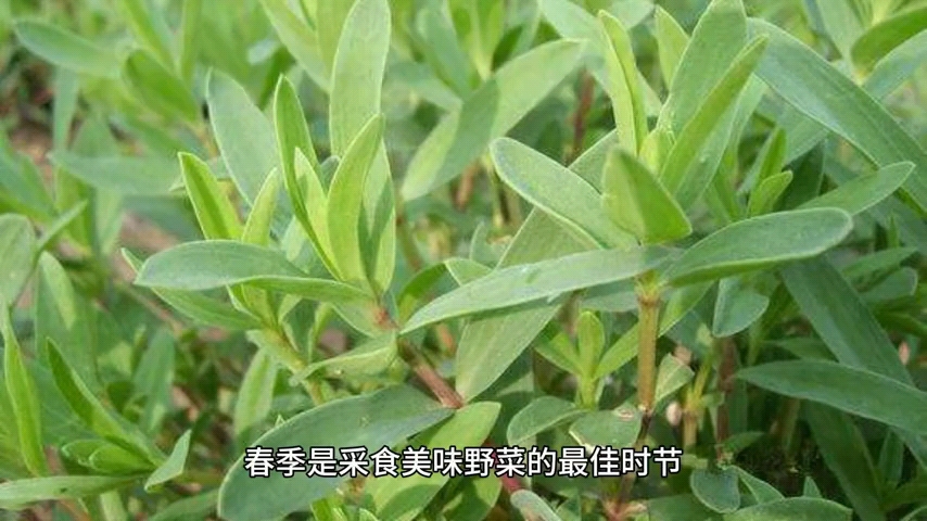 初春的美味野菜——山苜楂哔哩哔哩bilibili