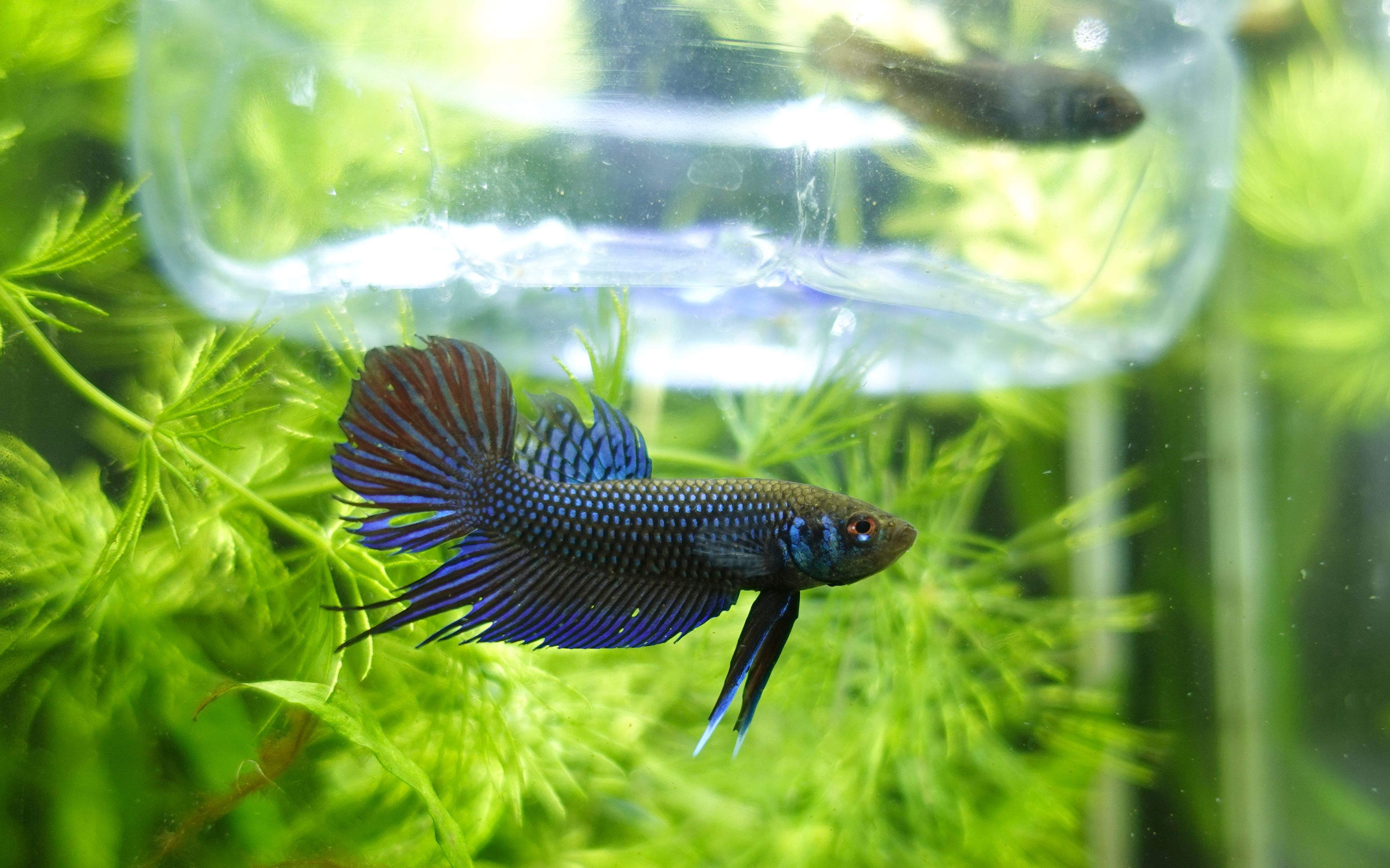 马哈彩斗鱼交配初尝试01-相亲(对鱼)观察_哔哩哔哩 (゜-゜)つロ 干杯