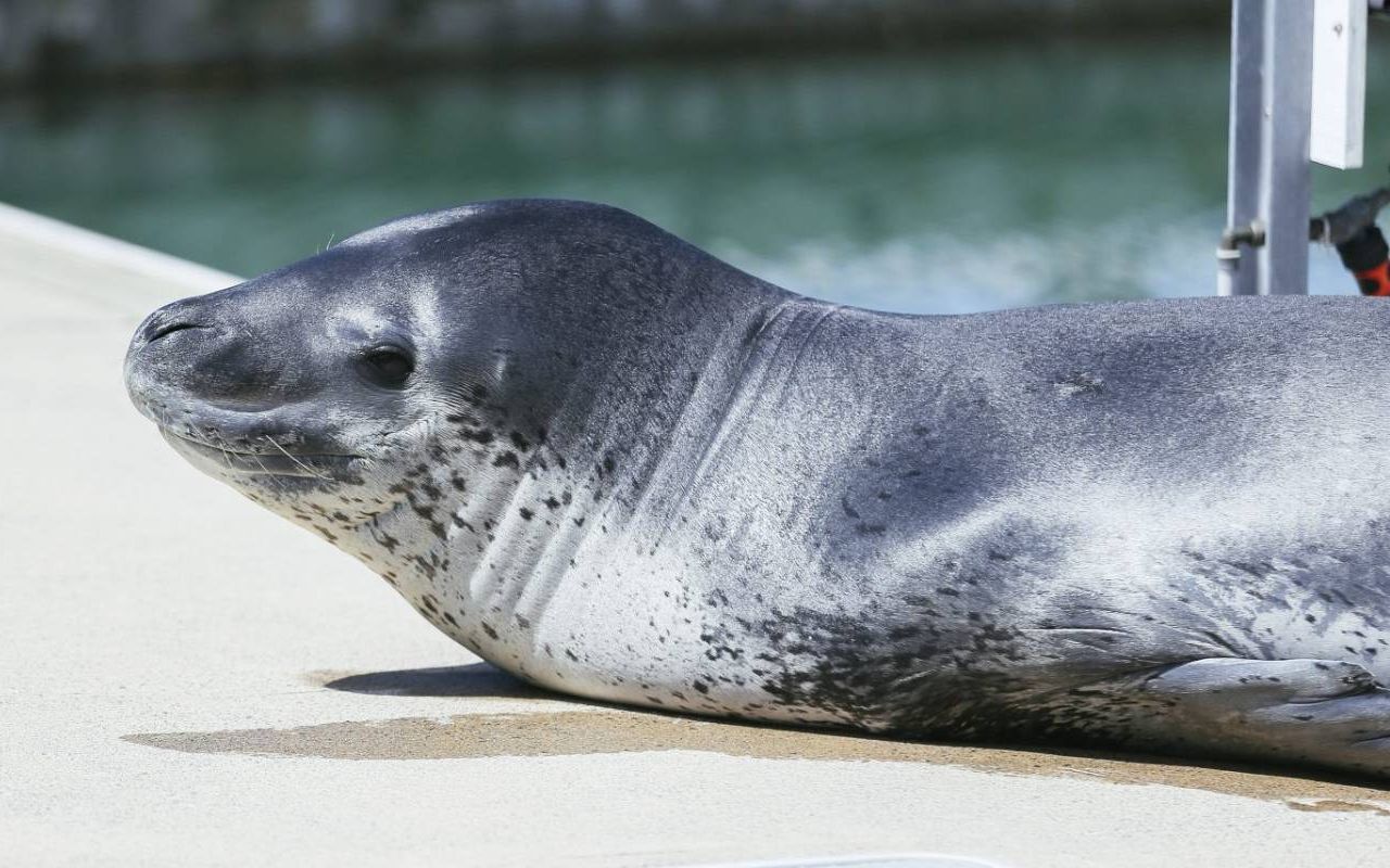 【双语字幕】豹海豹"殴筏",一只定居闹市码头的大可爱!