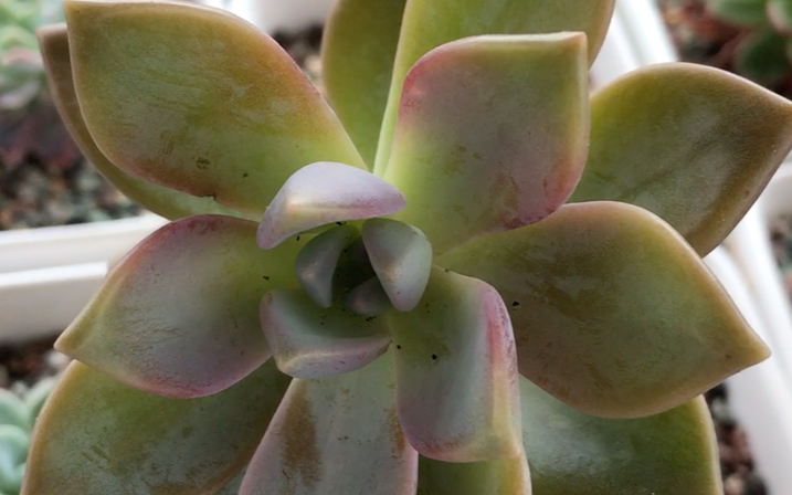 多肉植物 紫雾 graptopetalum purple haze 华丽风车与胧月的杂交品种