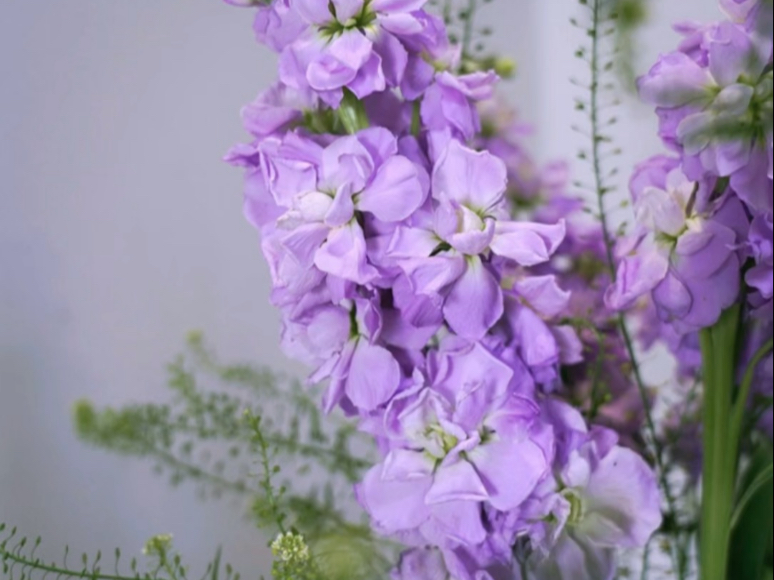 浓郁好闻的芬芳.紫罗兰的花语是,"永恒的美与爱"