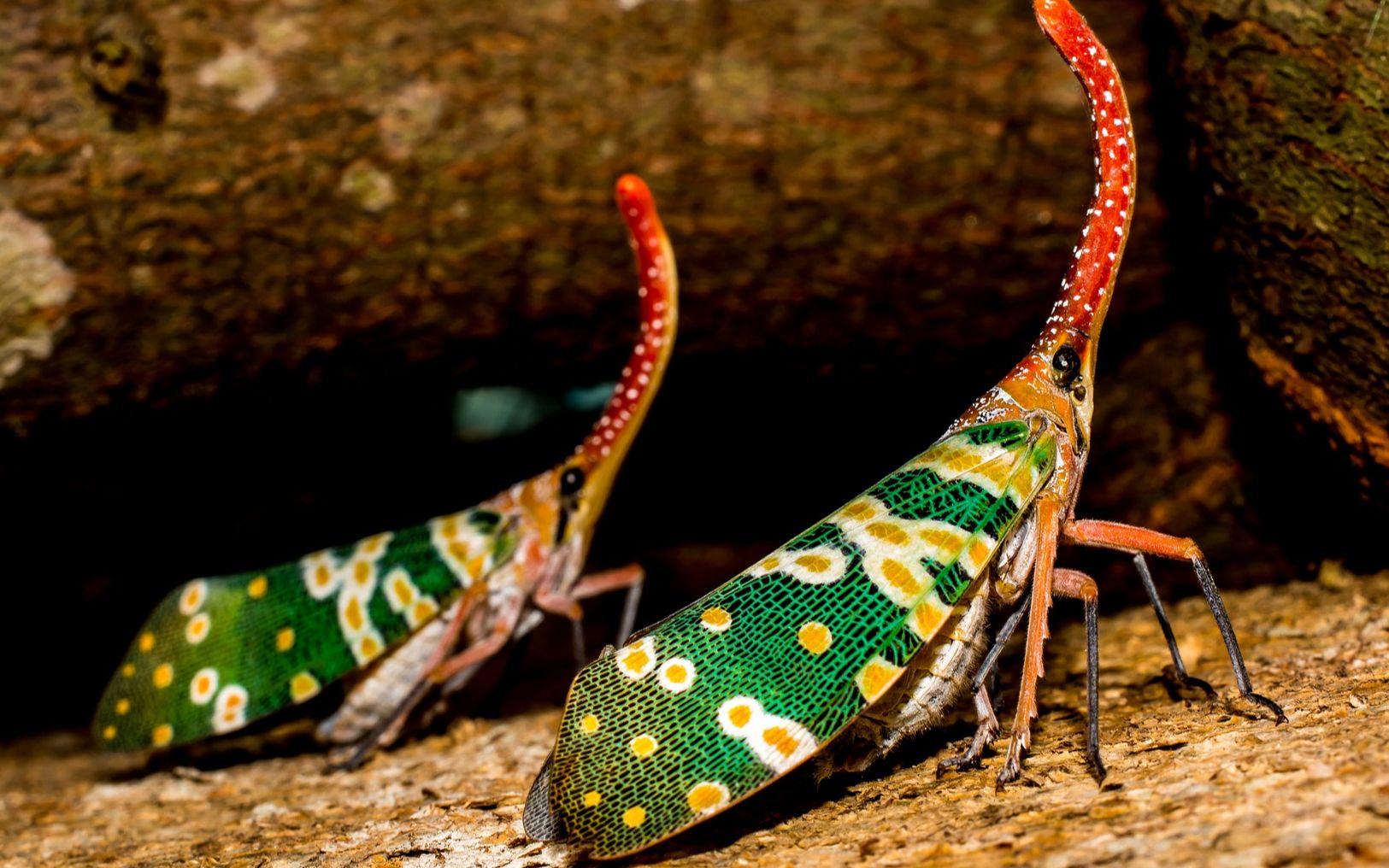 龙眼鸡绘画水彩教学视频_哔哩哔哩 (゜-゜)つロ 干杯~-bilibili