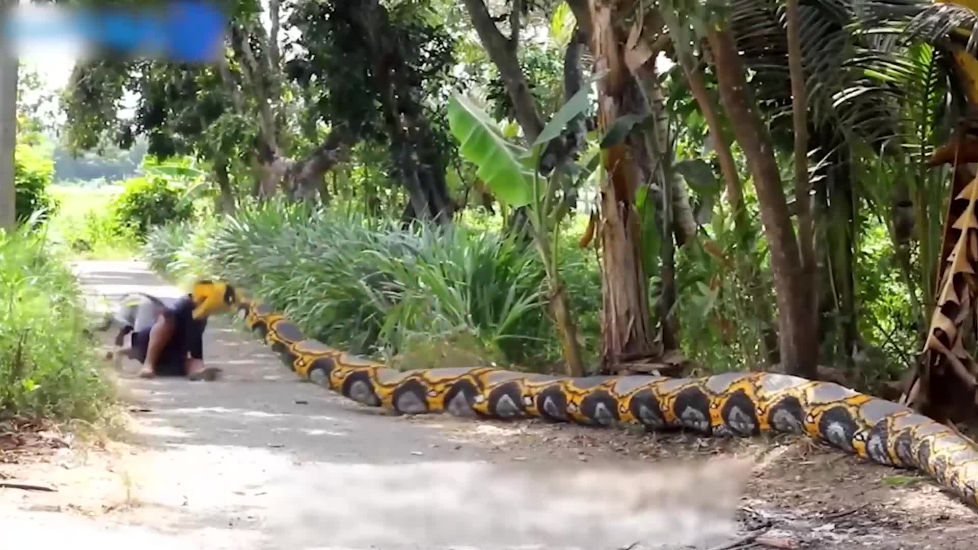 用巨大的假蟒蛇恶搞路人,简直是太刺激了!