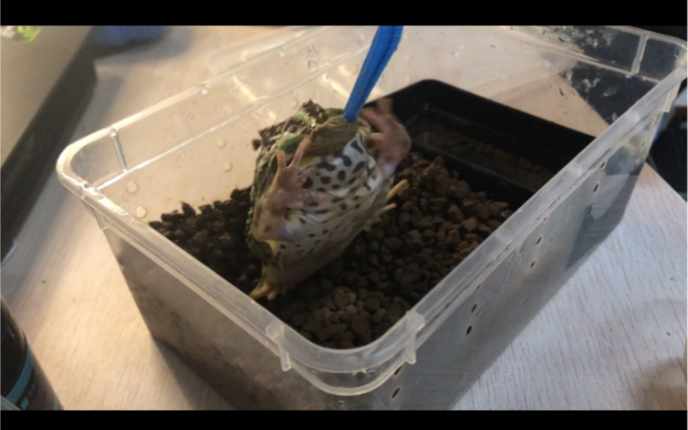 角蛙喂食两个月臭呱呱成长记录