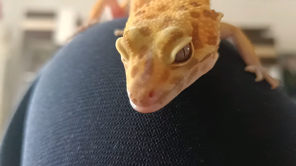 豹纹守宫眼睛特写