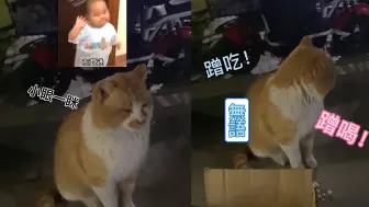 Download Video: 唐山一流浪猫因不吃火腿，遭到女生思想教育：不愧是上了大学的猫