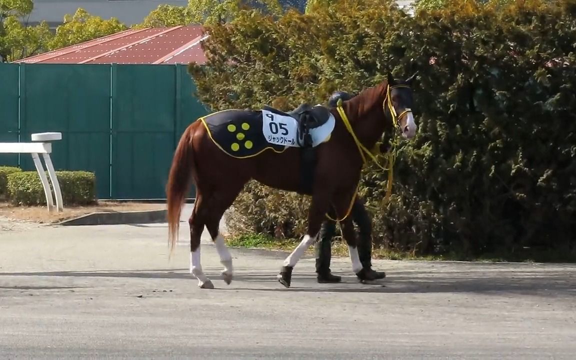 [图]路过并瞥你一眼的金积骥，将搭档武丰再次出战大阪杯