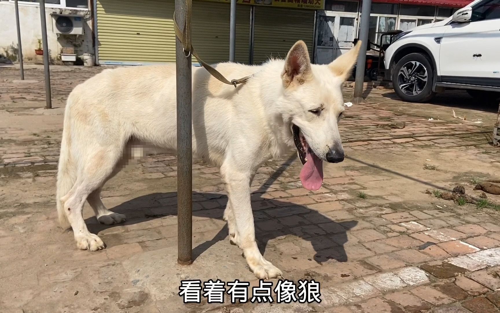 狗市遇罕见白狼犬,通体雪白体型与狼相似,大哥:能打狼!猛地很哔哩哔哩bilibili