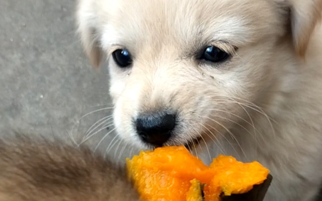 小狗子吃南瓜都很有食欲
