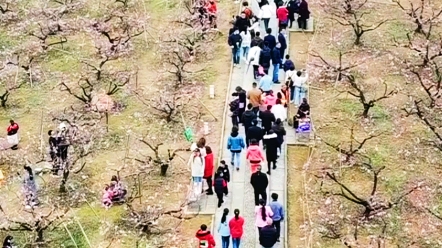 [图]在那桃花盛开的地 你带谁一起去看