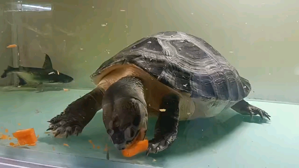 世界上最大的淡水硬壳龟在吃胡萝卜