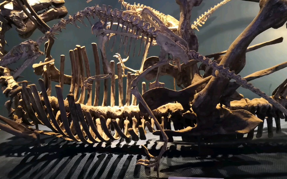 《恐爪龙捕猎戈壁原巴克龙》化石展示!