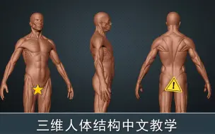 Download Video: 太详细了！！！史上最全[Zbrush] 人体肌肉结构视频教程，果然花钱买来的视频就是不一样，粉丝就是我的衣食父母，欢迎大家前来指导