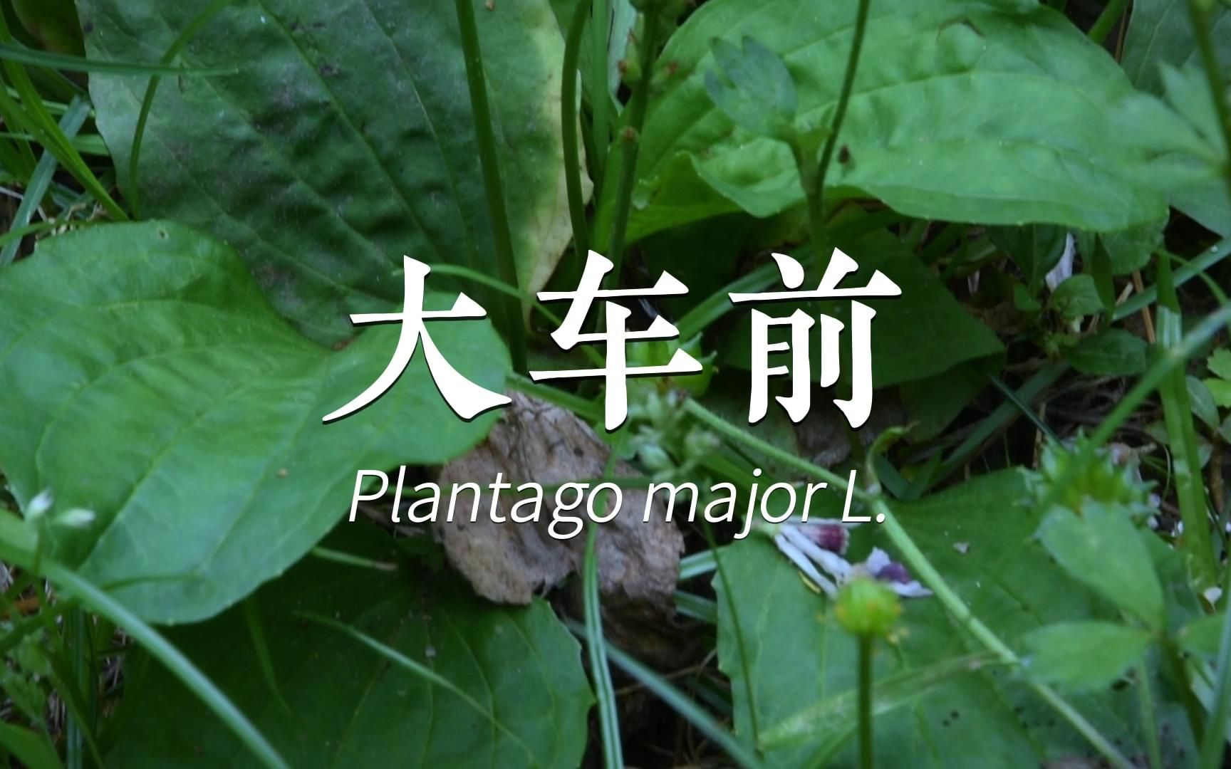 从未见过如此肥嫩的车前( 大车前Plantago major L.)哔哩哔哩bilibili