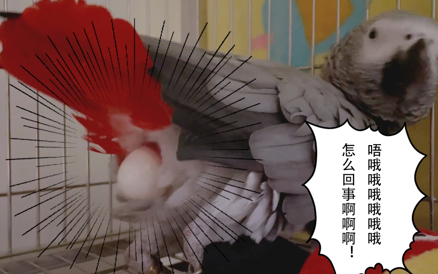 突发灰鹦鹉生了颗蛋