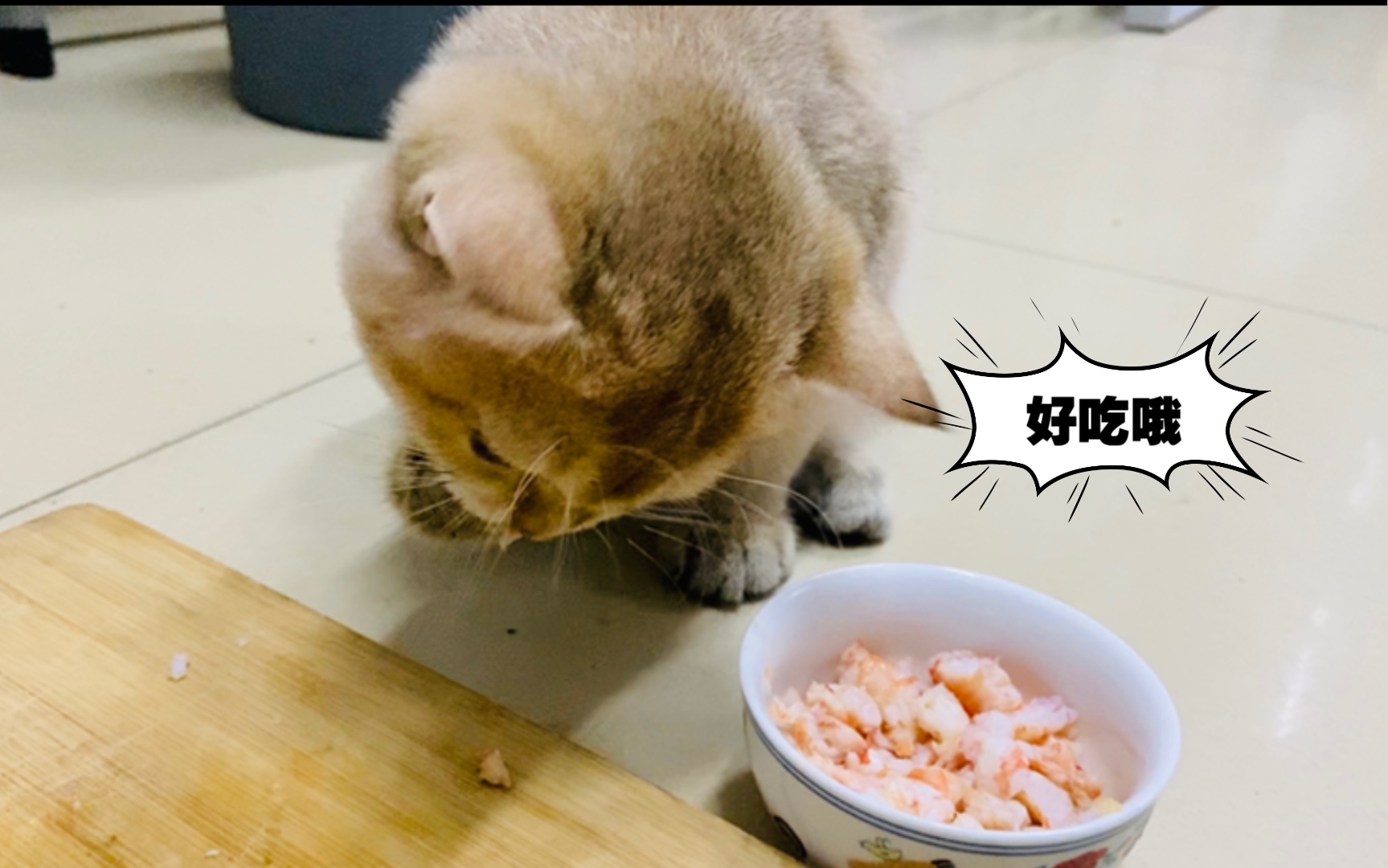 猫吃播猫猫埋头干饭