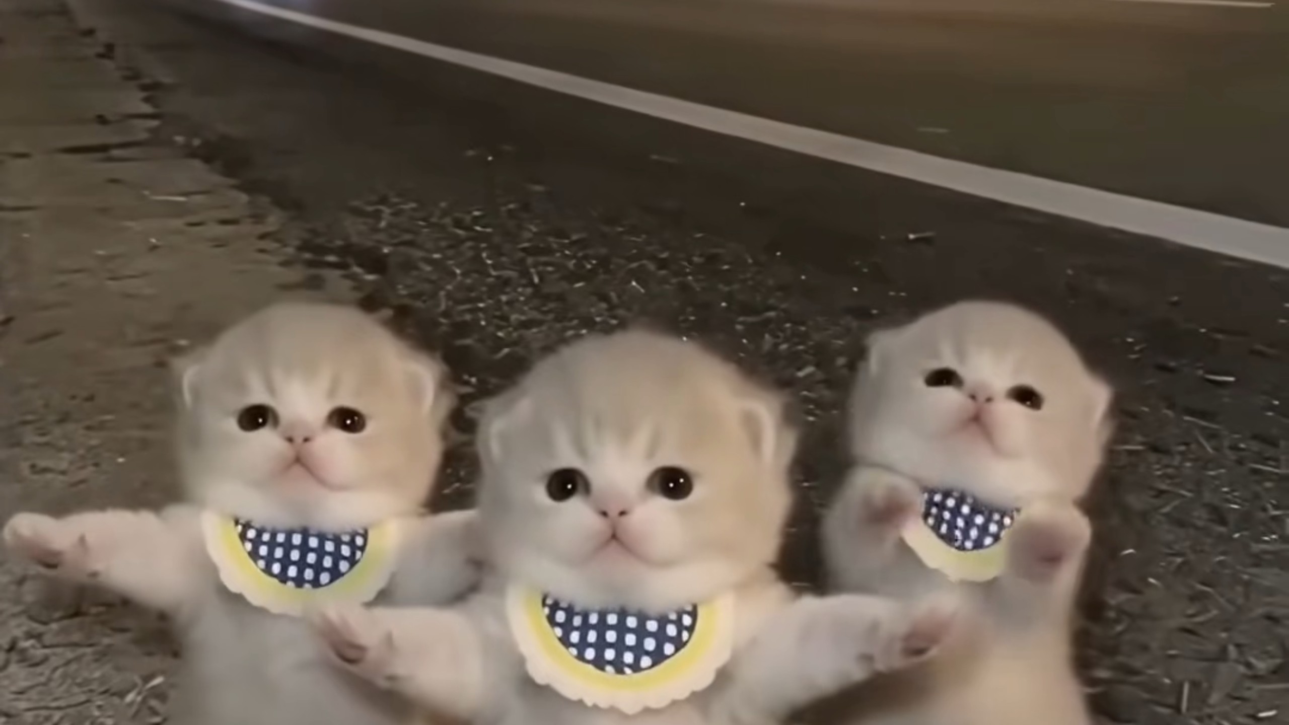 小猫跳舞3分钟合集一次性看个爽