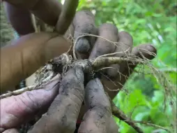 Video herunterladen: 放山需要毅力 如果不是真的热爱 真坚持不下来啊