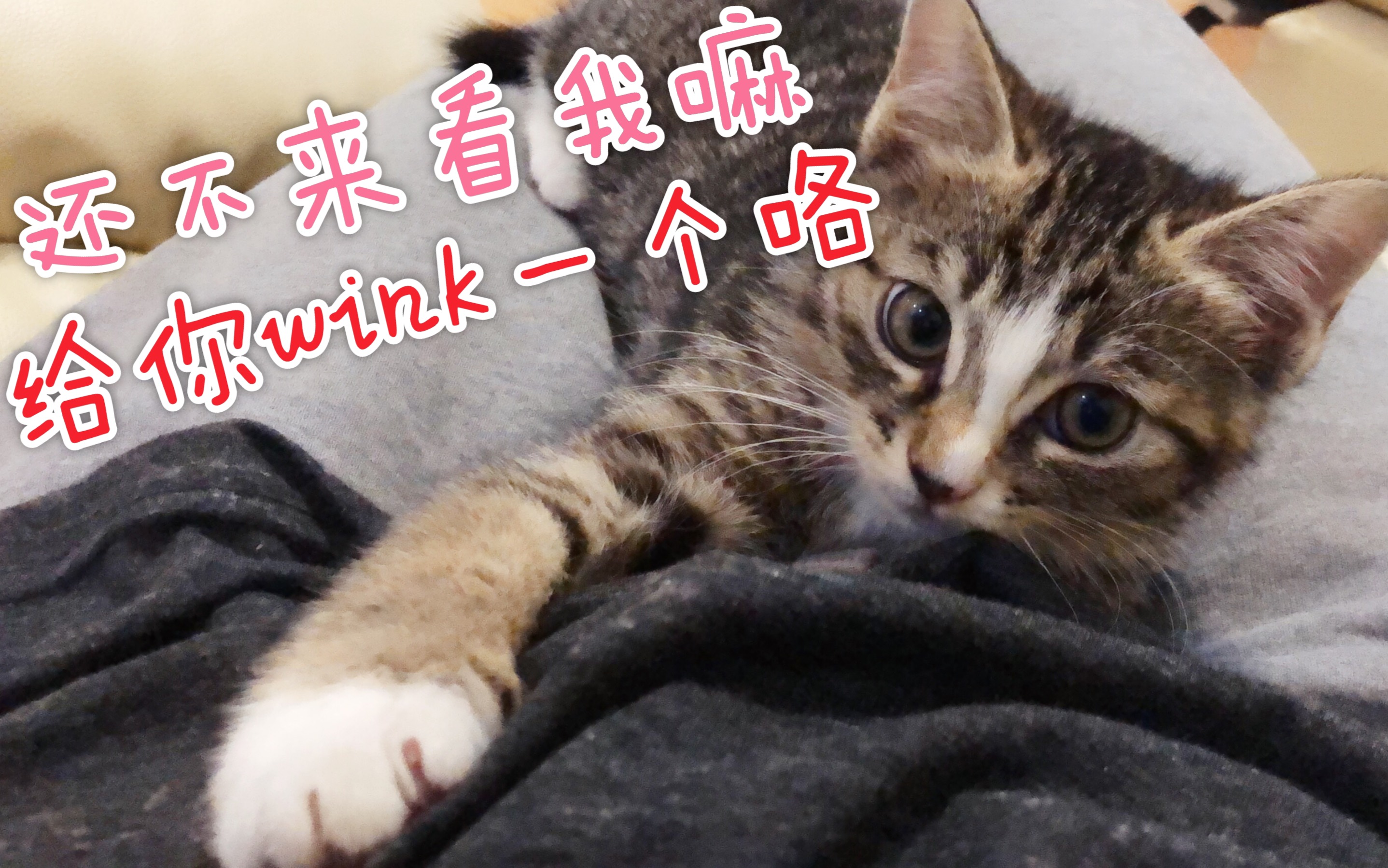 超萌小奶猫wink撒娇!不来看看我咩?