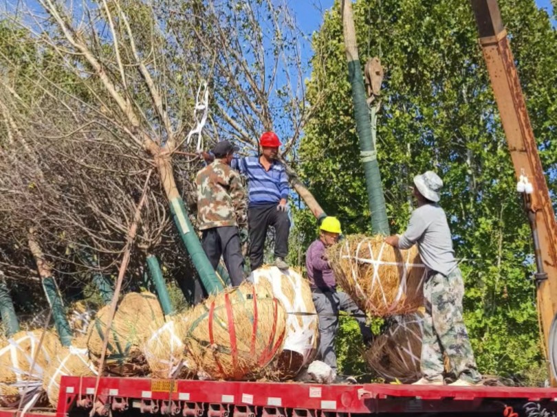 多品种苗木混装一车,发往新疆哈密.有绚丽海棠 紫叶李 金叶复叶槭 白蜡 五角枫 丛生五角枫 国槐 法桐 山杏 山楂等.哔哩哔哩bilibili