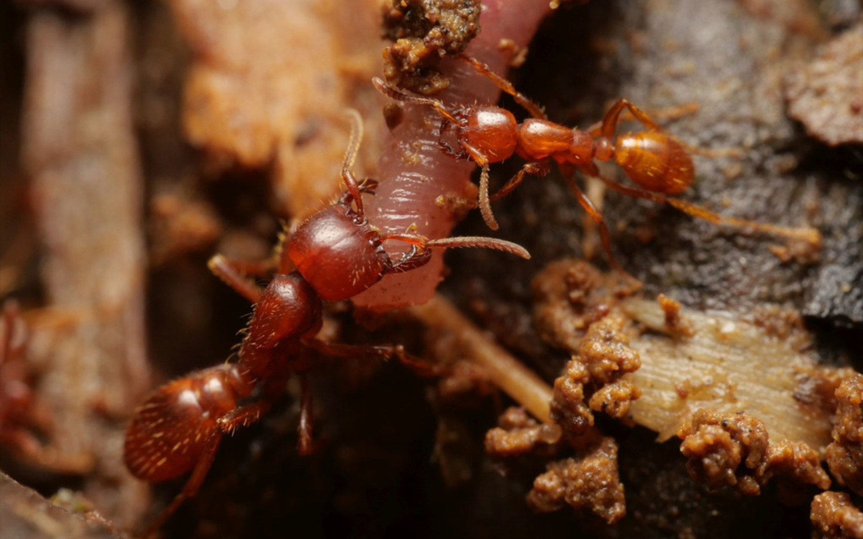 才不是呢一类长得像矛蚁的美洲行军蚁,齿爪蚁属(cheliomyrmex02)