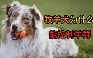 Download Video: 牧羊犬为什么能控制羊群