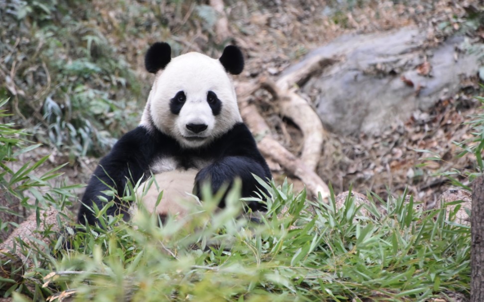【大熊猫平平】饿的咩咩叫