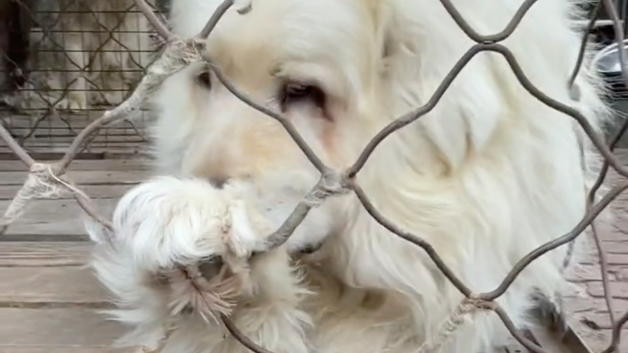 [图]为什么养 大白熊犬 的人越来越少了！