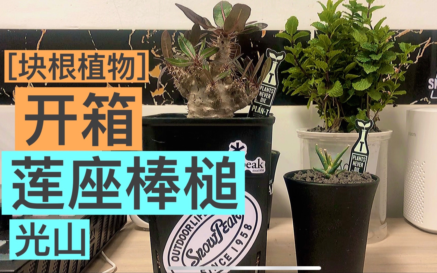 [图]块根植物-开箱光山及莲座棒槌