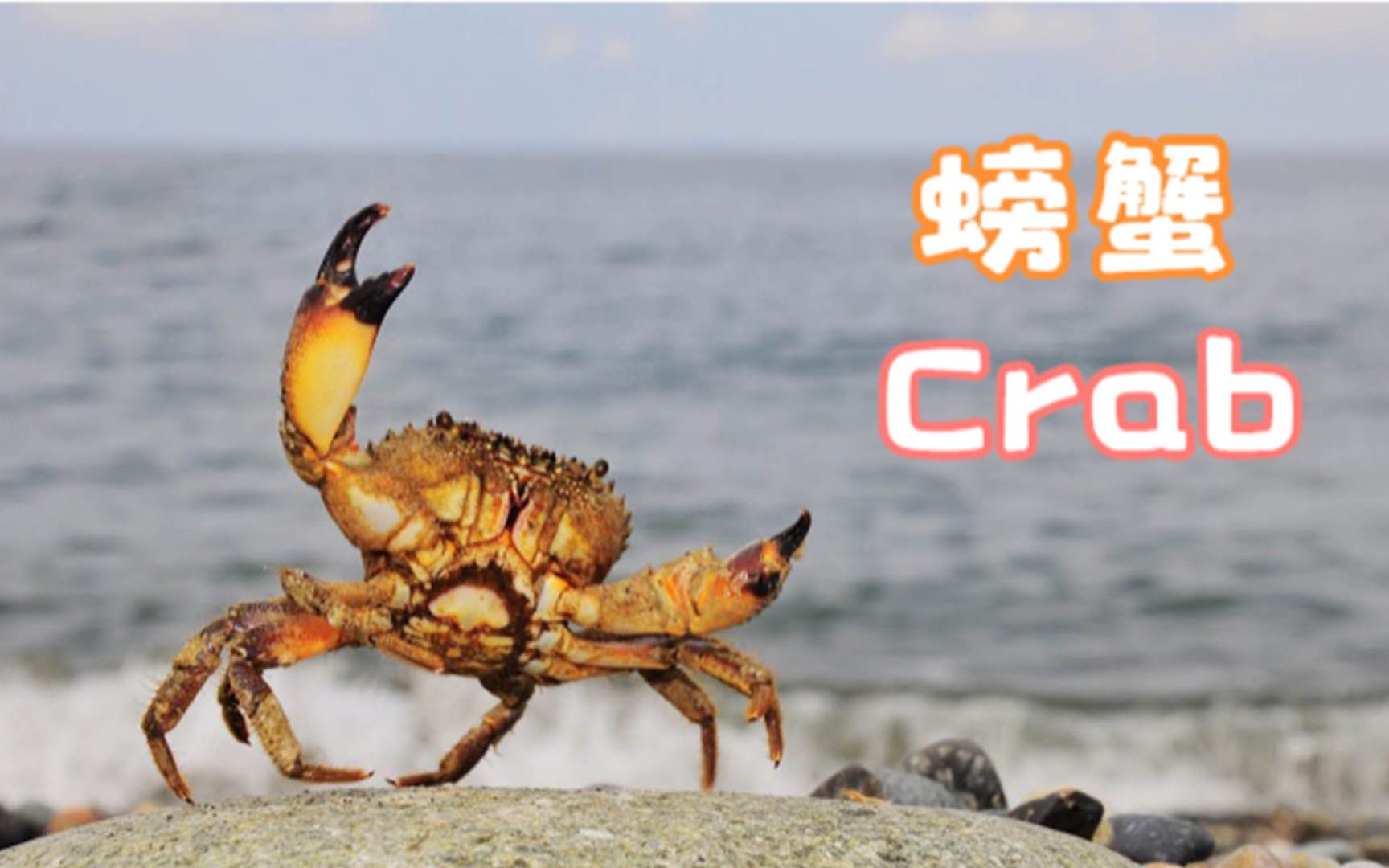 【英语沉浸绘画】我画你猜答案揭晓:螃蟹 Crab哔哩哔哩bilibili