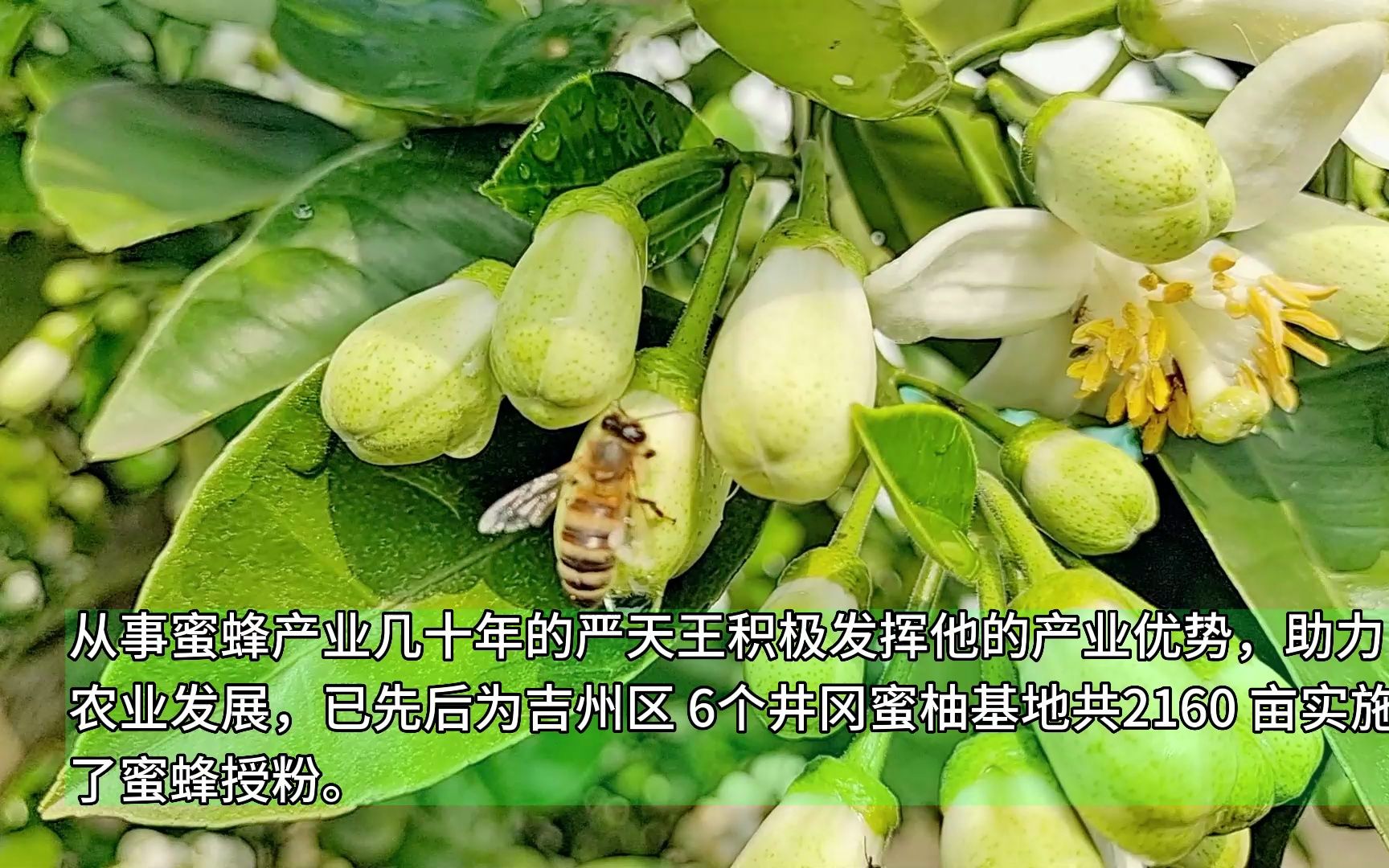 柚子花开 蜜蜂授粉哔哩哔哩bilibili