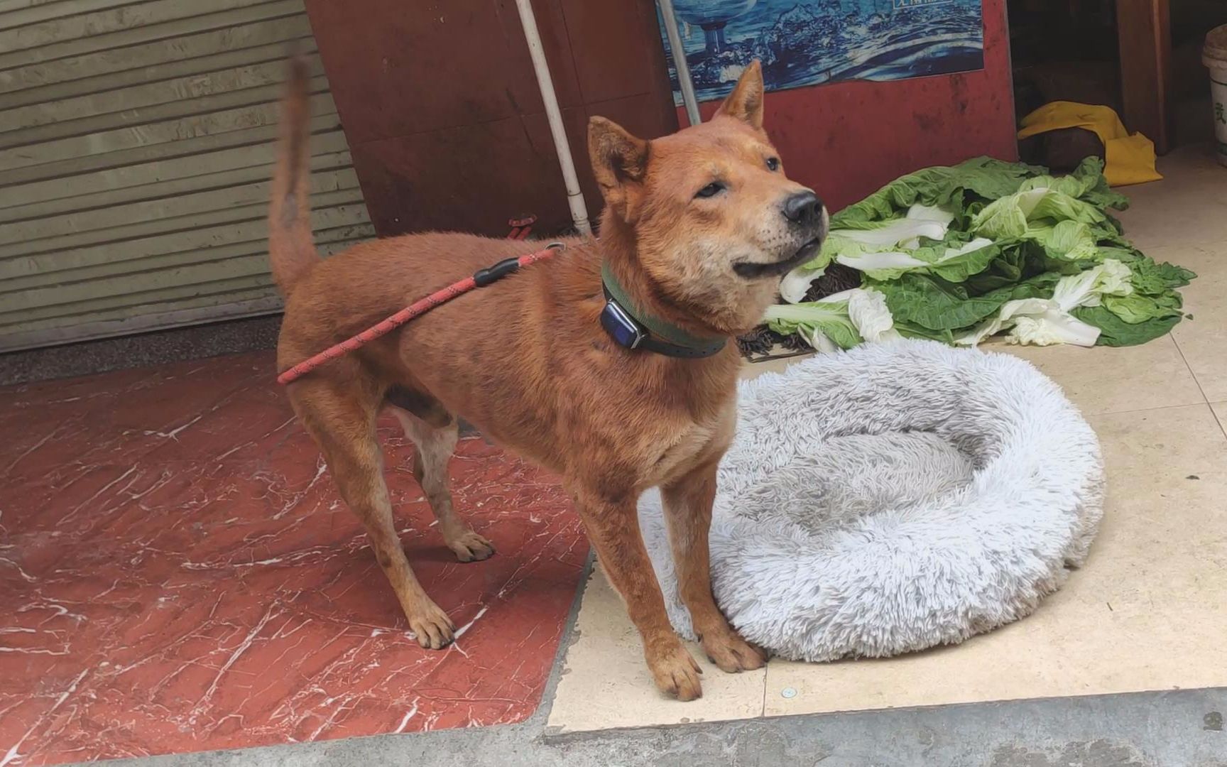 家里母狗发情,让它和狗王火神恋爱,50斤红毛土狗