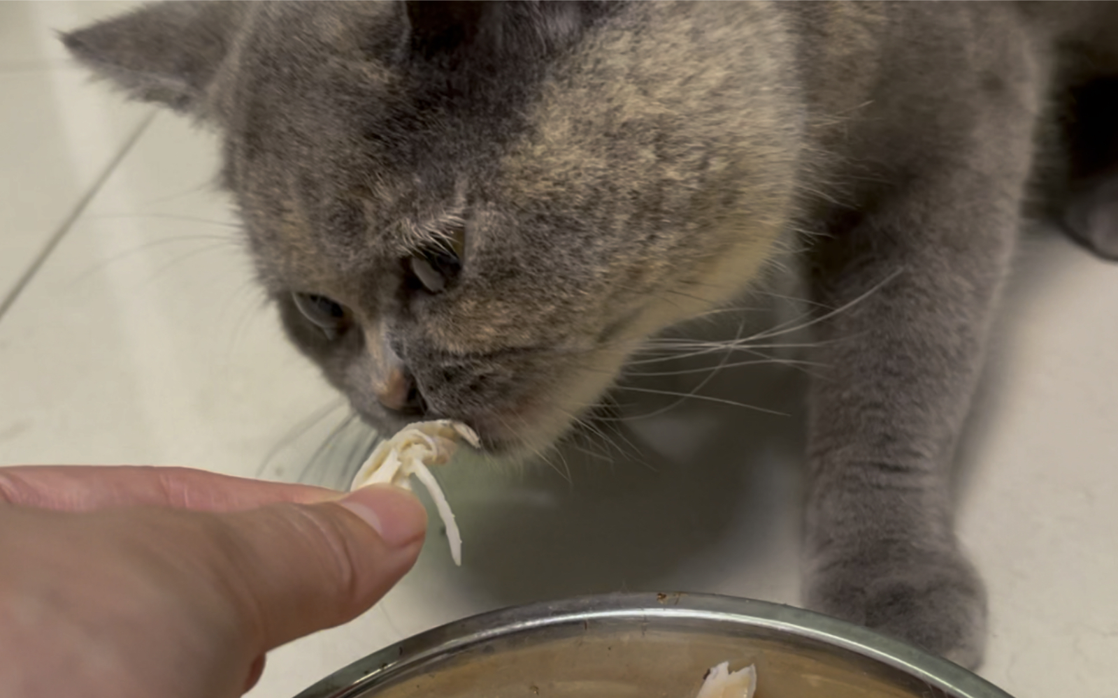 大眼萌猫大口吃鸡胸肉