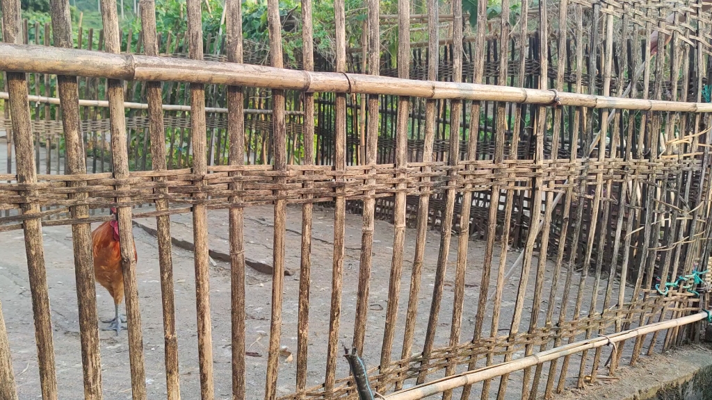 斗鸡# 鸡圈里面最厉害的一只雄,谁也不怕,谁惹它就跟谁急